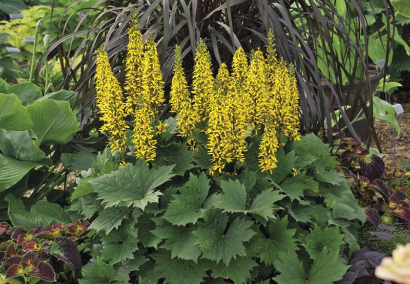 Ligularia (Leopard Plant)