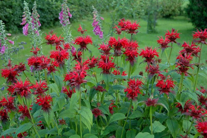Bee Balm