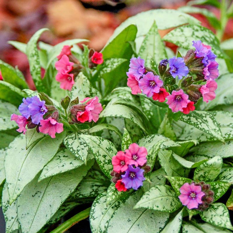 Lungwort (Pulmonaria)