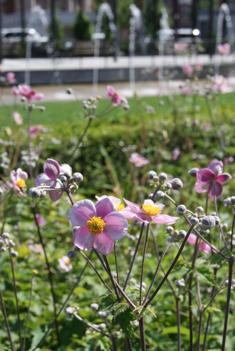 Japanese Anemone (Anemone hupehensis)