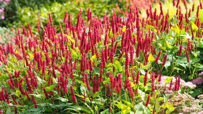 Persicaria
