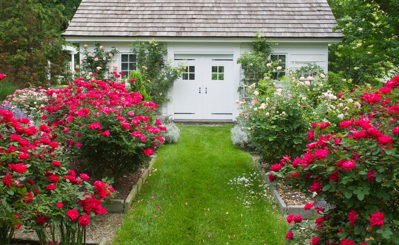 The Showy Knock Out Rose