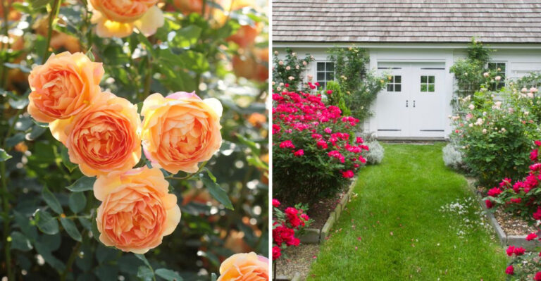 Attract Beautiful Birds With These Rose Variety Plants