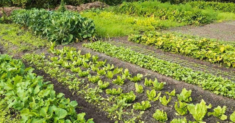 Crop Rotation – Prevents soil-borne pests from settling in.