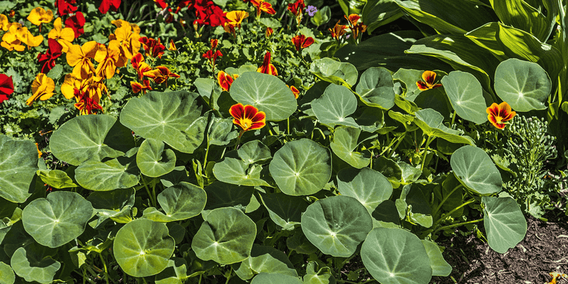 Versatile Planting Options