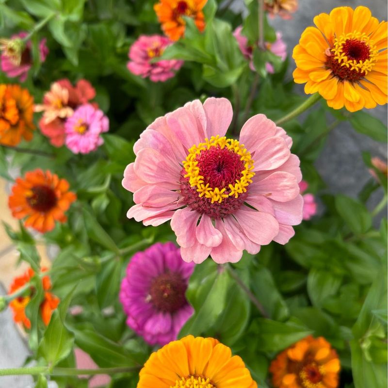 Lures Beneficial Insects