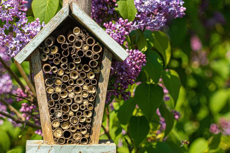 Bee Hotel