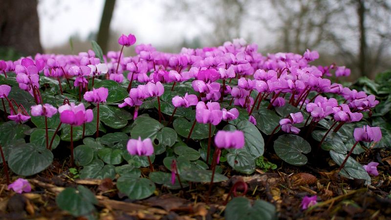 Winter Cyclamen