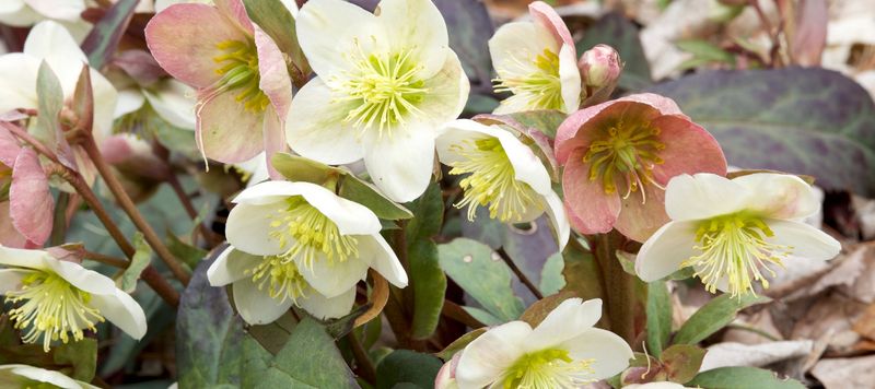 Winter Hellebores