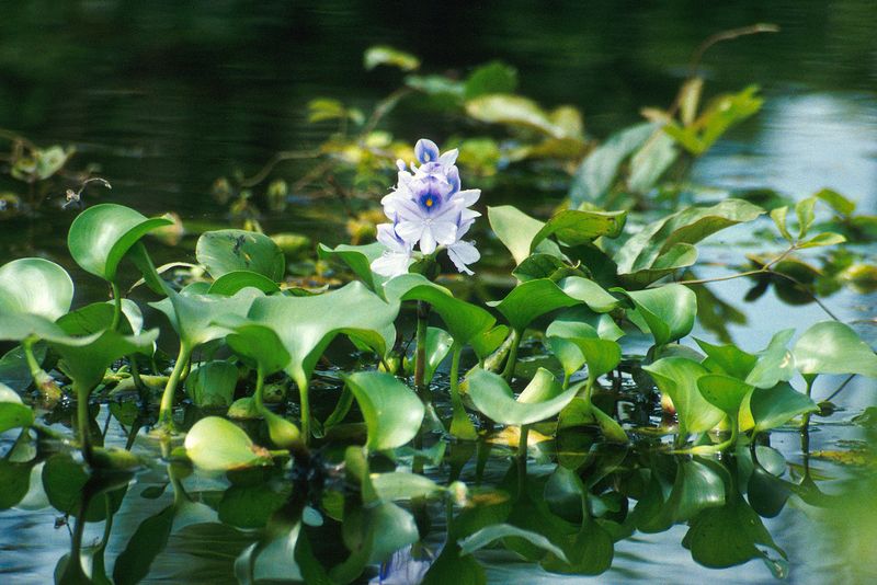 Water Hyacinth (Eichhornia crassipes)
