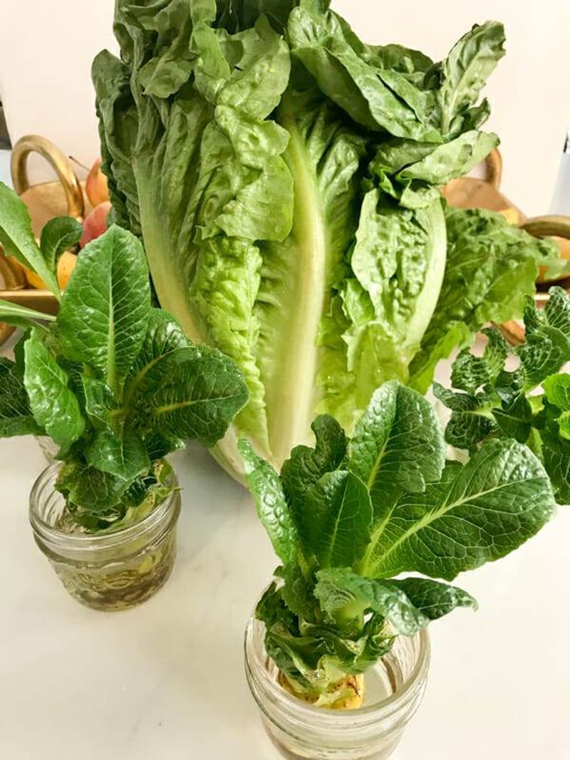 Romaine Lettuce Regrowth