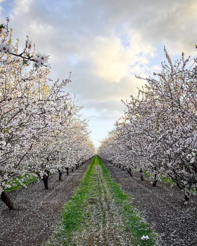 Almond Tree