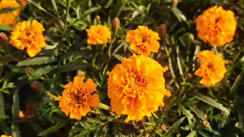 Marigolds