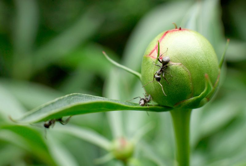 Avoid Ignoring Pests