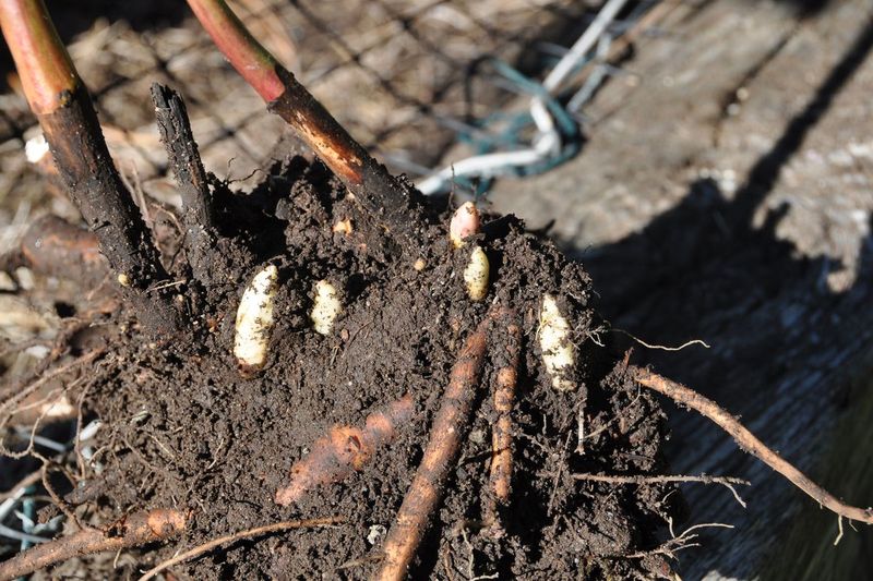 Avoid Disturbing Roots