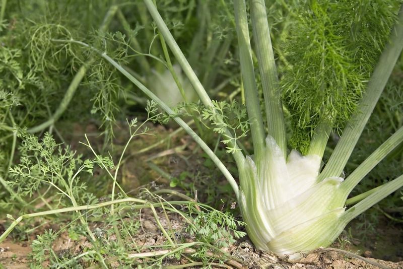 Fennel: The Pepper Plant's Worst Enemy