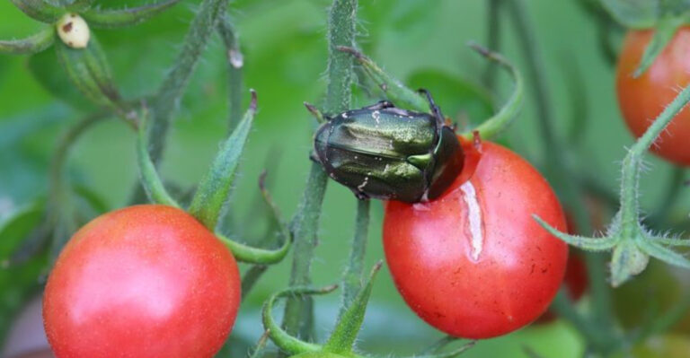 Avoid Planting These 20 Plants Near Peppers If You Want a Healthy Harvest