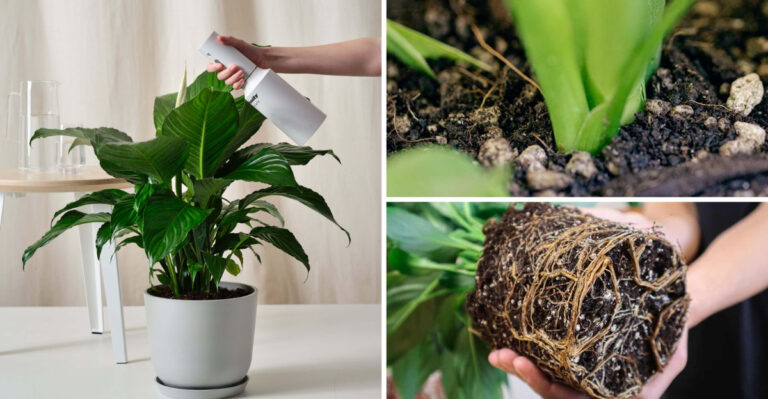 Avoid These Common Mistakes That Are Sure To Kill Your Peace Lily Plants