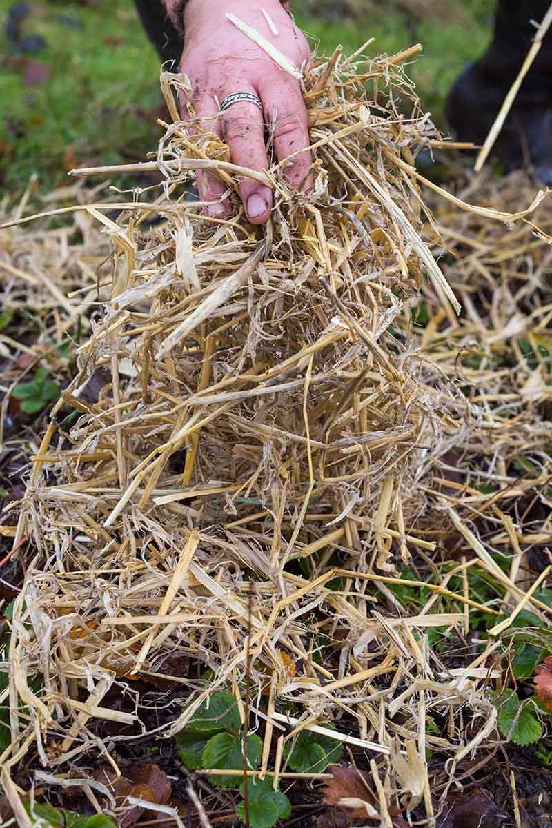 Using Straw for Winter Protection