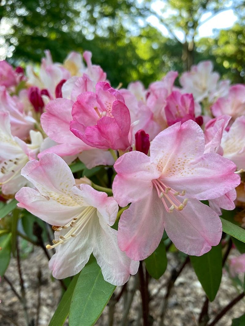 Rhododendron