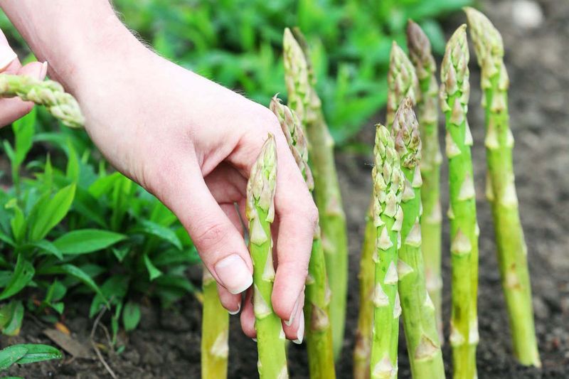 Asparagus – The Long-Term Investment (2-3 Years)