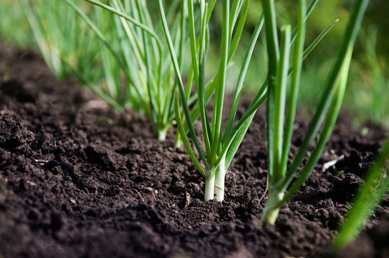 Green Onions – The Cut-and-Come-Again Crop (30-60 Days)