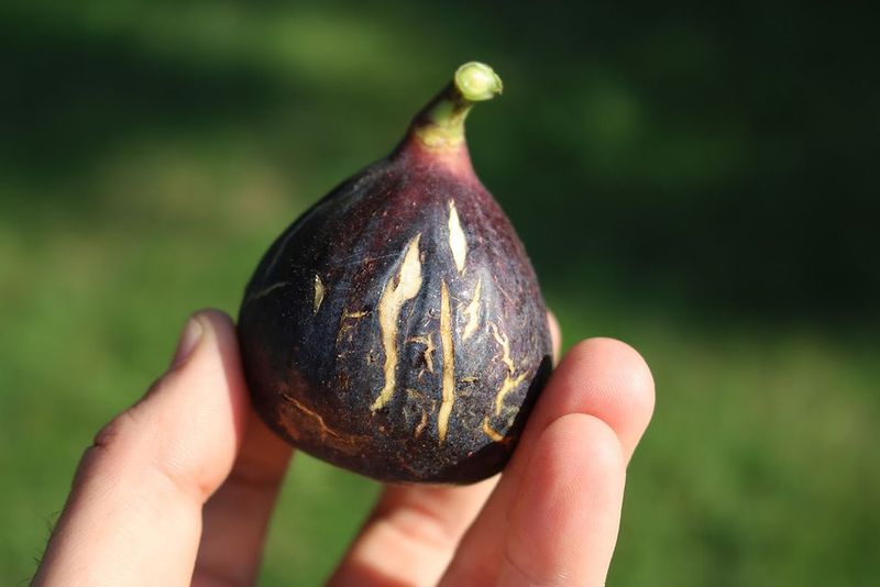 Choose the Right Fig Variety