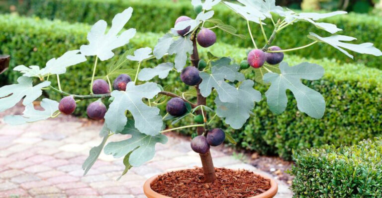 Backyard Fig Trees? It’s Easier Than You Think