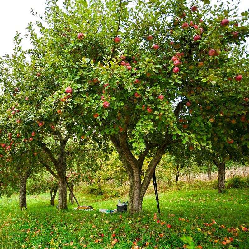Apple Trees