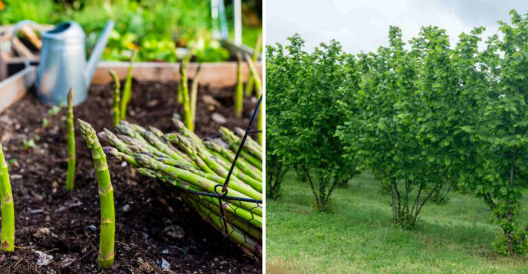 Backyard Food Forests: A Beginner’s Guide