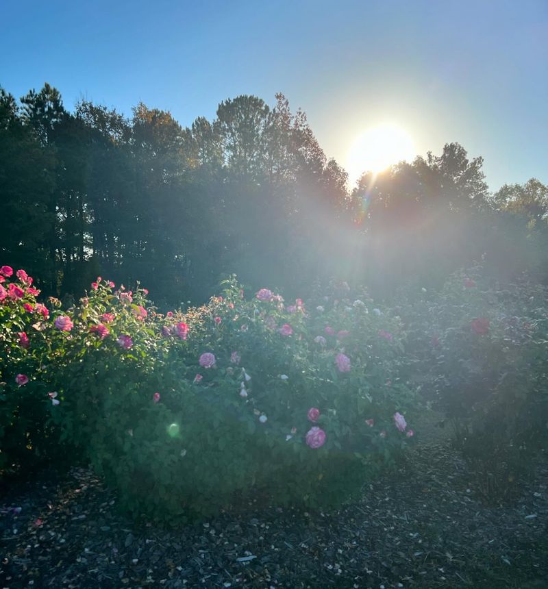 Sunrise Salutations in the Rose Garden