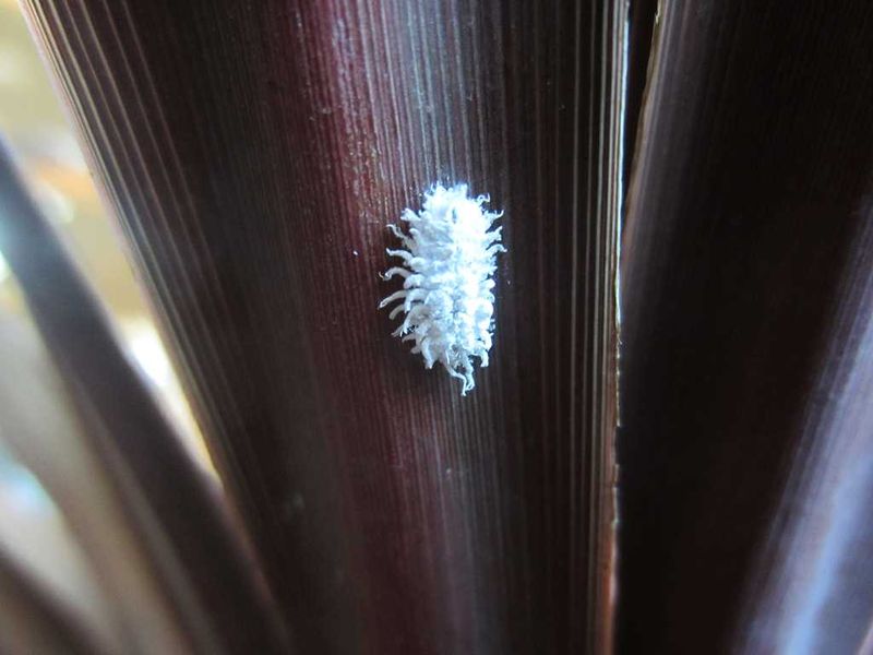 Mealybugs