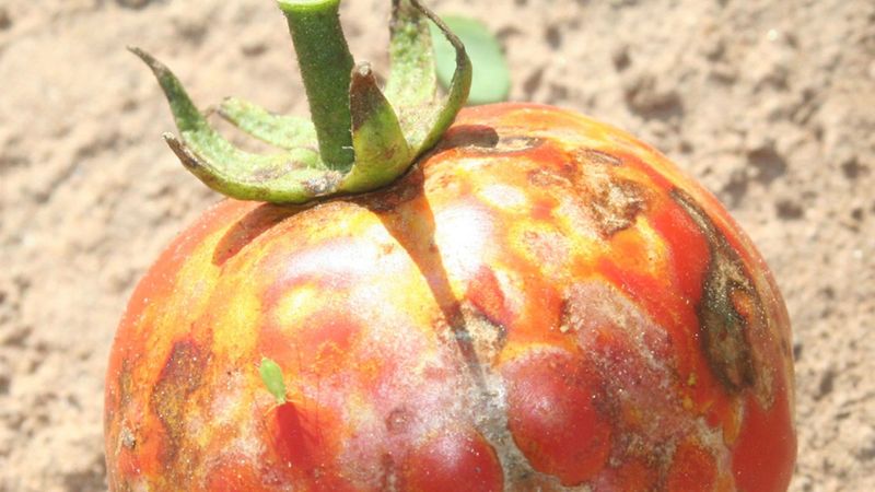 Tomato Spotted Wilt Virus (TSWV)