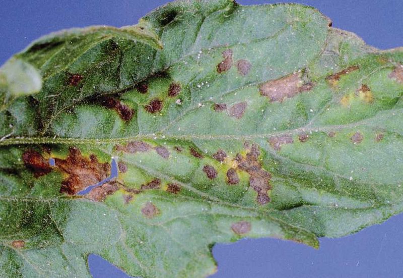 Bacterial Leaf Spot