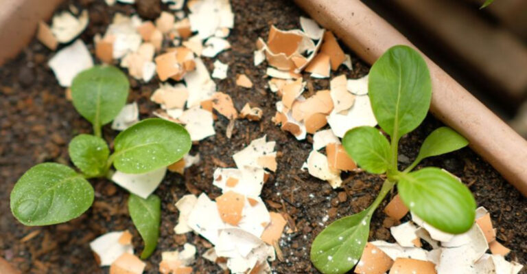 Baked Eggshells & Compost: 12 Proven Techniques That Boost Your Soil