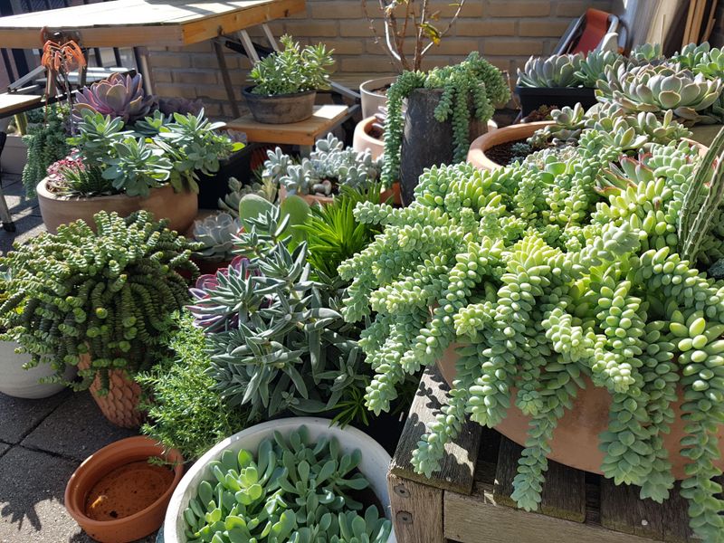 Succulents