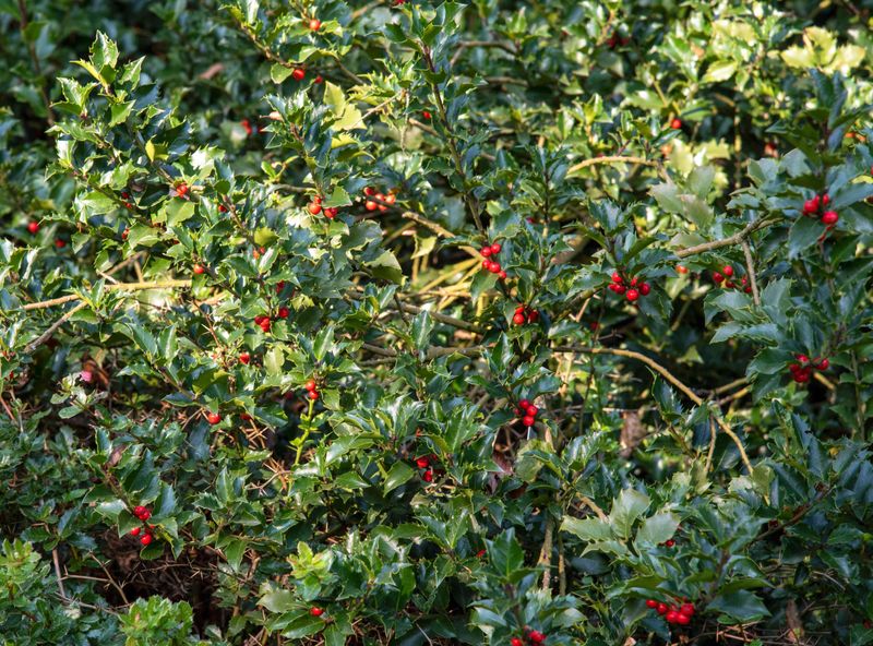 Holly Bushes