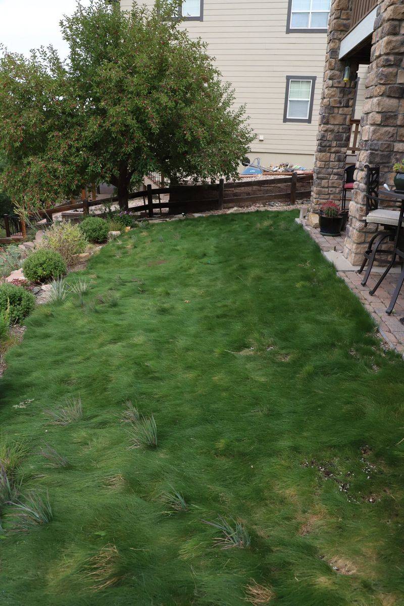 Fescue Lawn Alternative