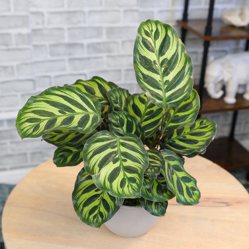 Calathea