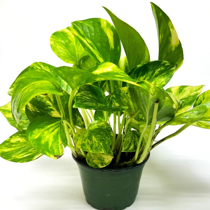 Golden Pothos (Epipremnum aureum)