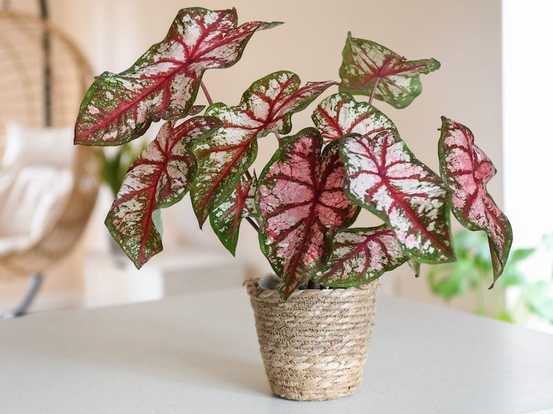 Caladium (Elephant Ear Varieties) 🐘