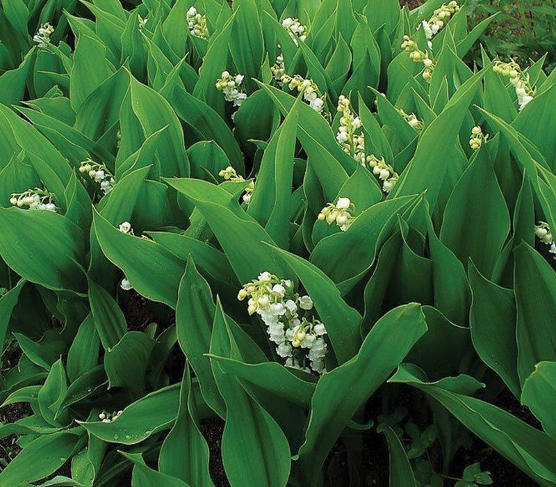 Lily of the Valley (Convallaria)