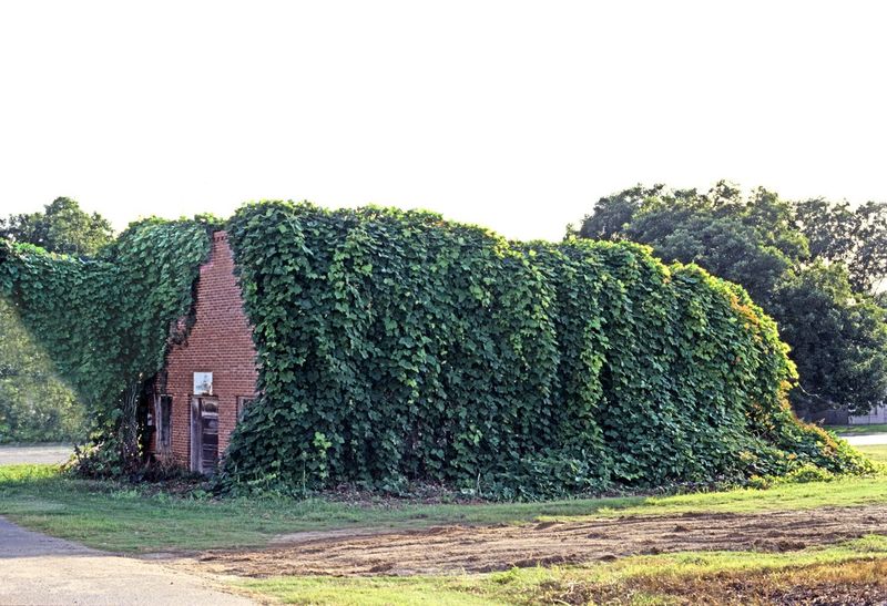 Kudzu – The Vine That Ate the South