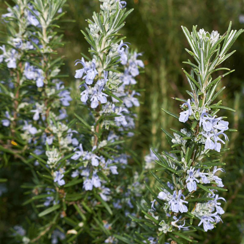 Rosemary