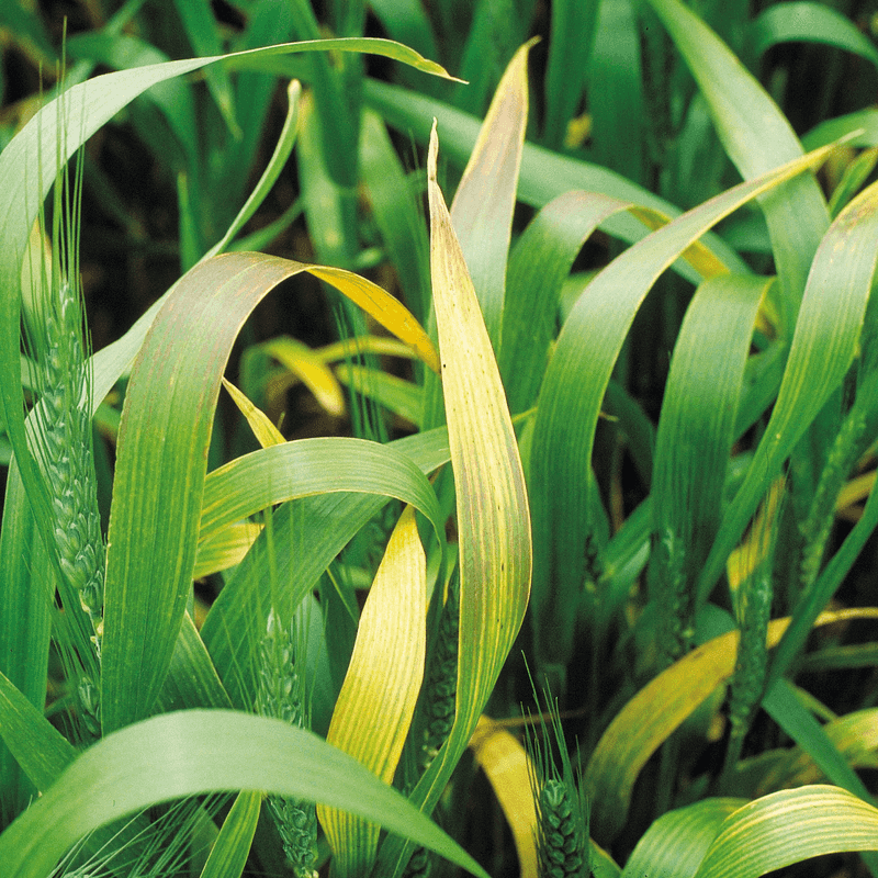 Barley Yellow Dwarf Virus