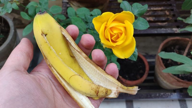 Banana Peel Rose Fertilizer