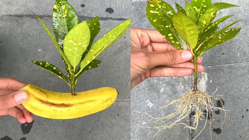 Banana Peel Rooting Hormone