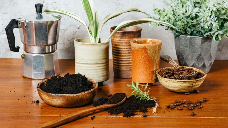 Coffee Grounds for Acid-Loving Plants