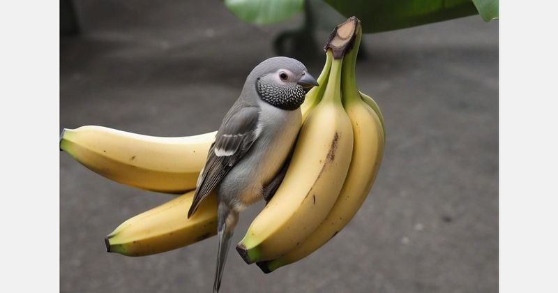 Banana Peel Bird Feeder