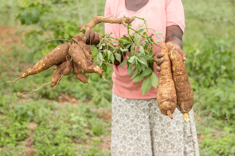 Cassava Plant
